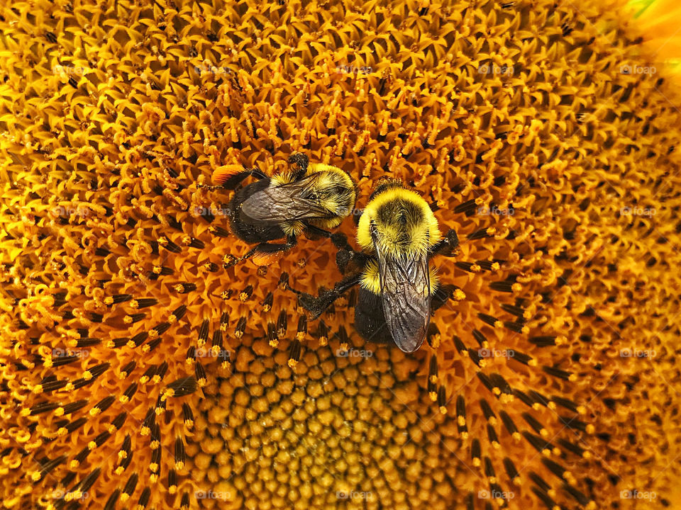 Bees and sunflowers 