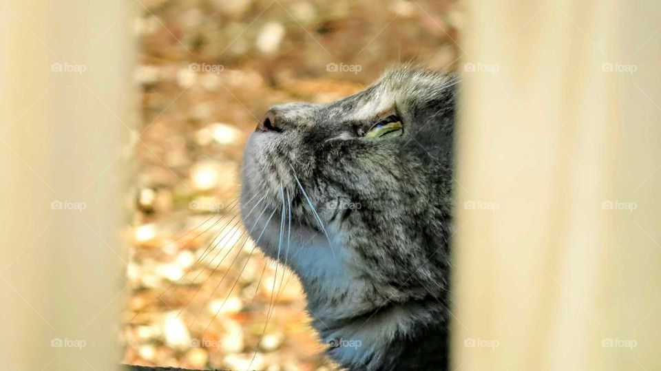 My cat captured pic between rails