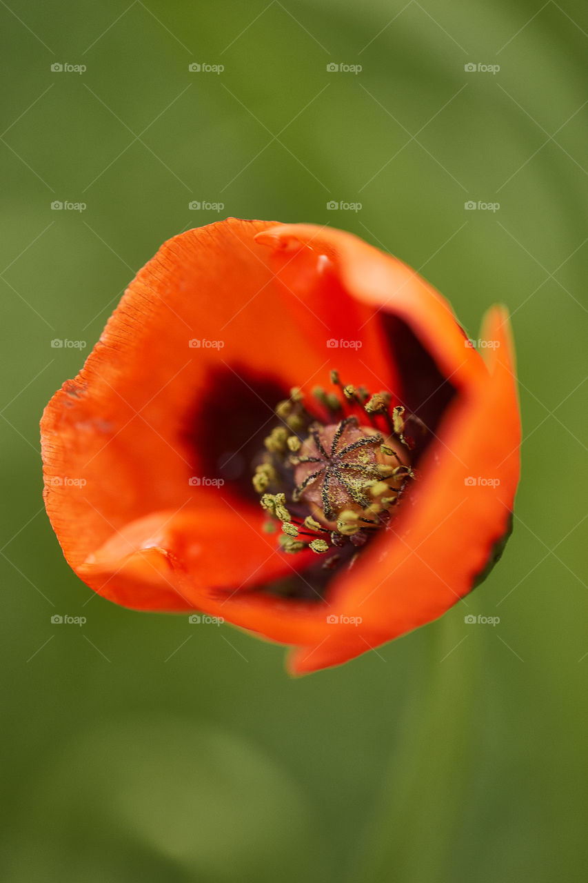 close up shot of red poppy