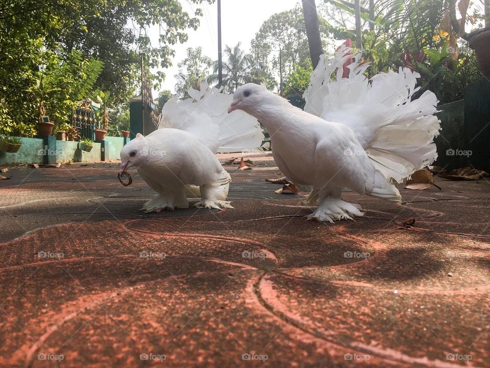 Pigeons 