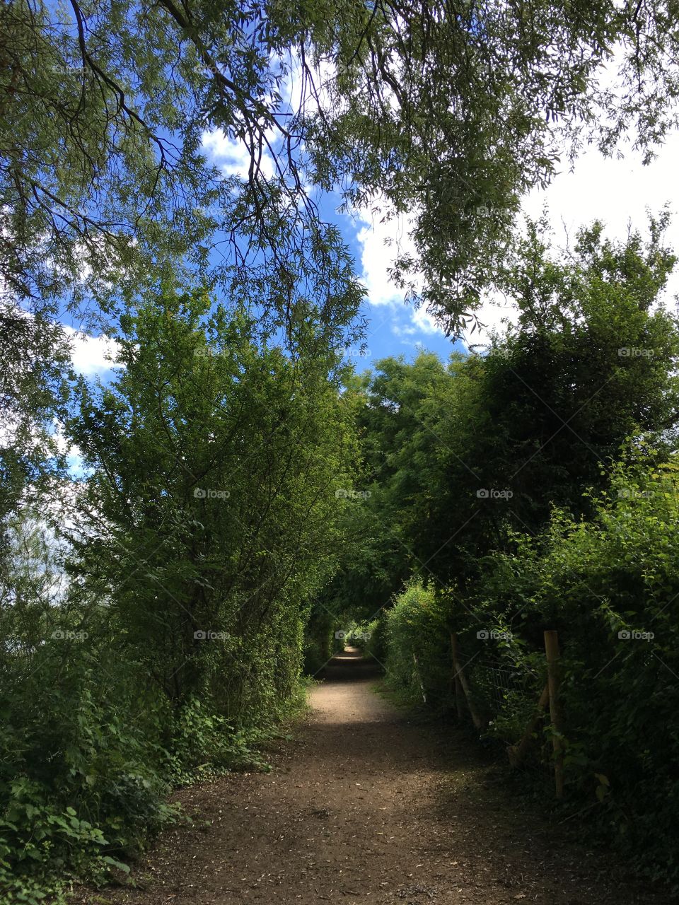 Blue sky through the trees
