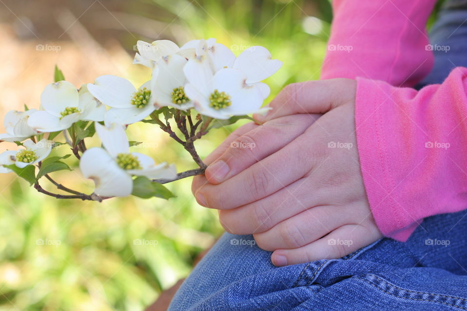 Dogwood in hands