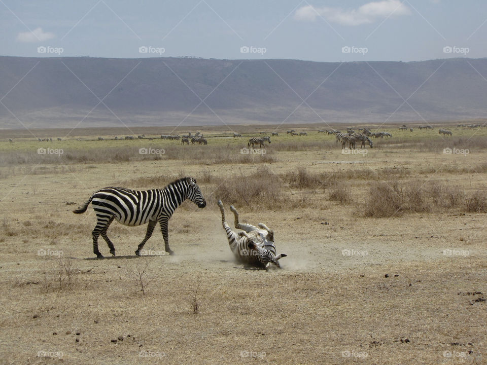 playing africa zebra tanzania by rom_freiman