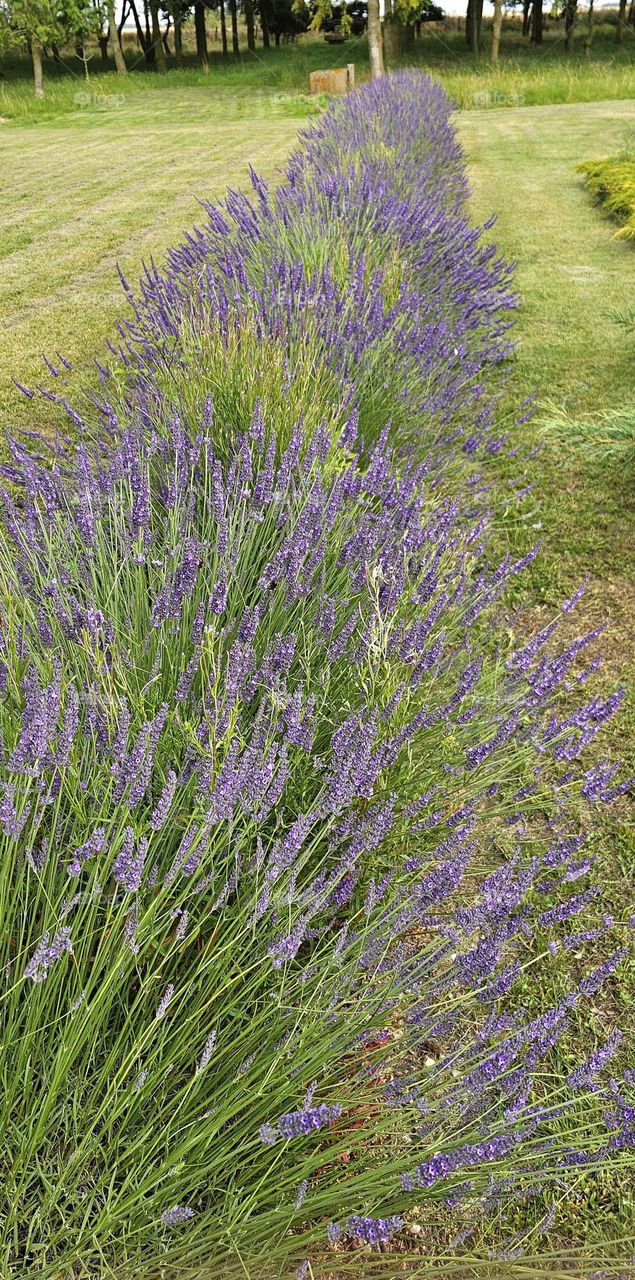 lavande en Normandie