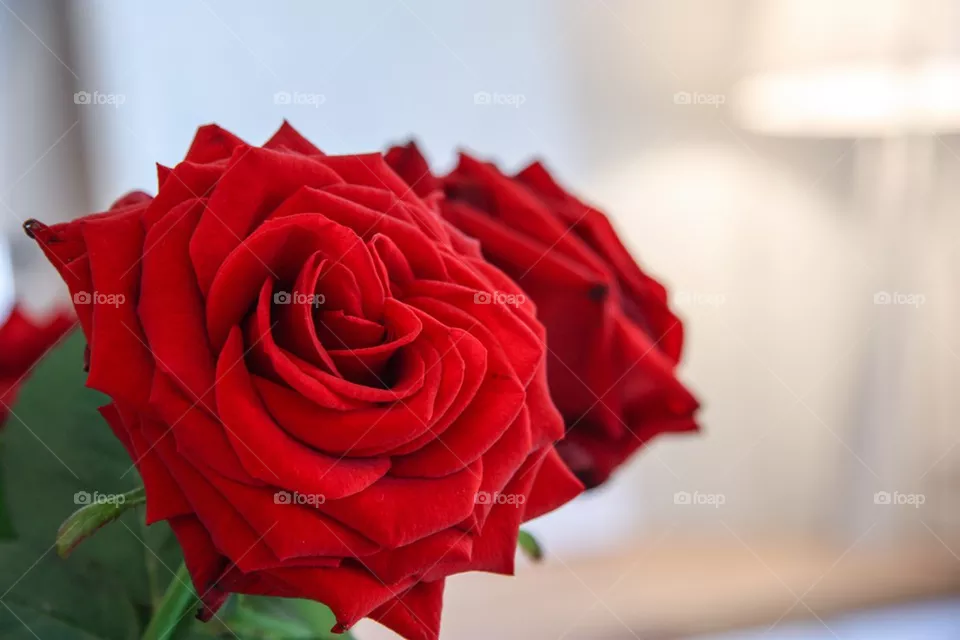 Roses