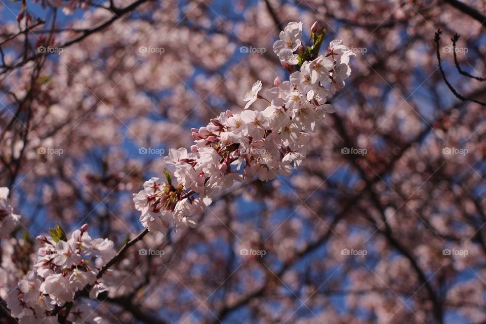 Blooming . Blooming flowers in the spring 