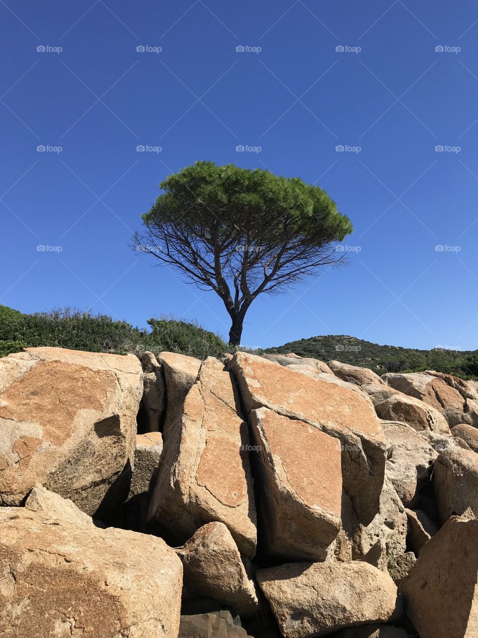 Tree Capo Ferrato Sardegna 