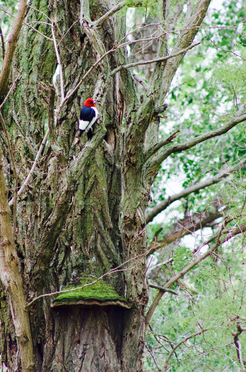 A red-headed woodpecker on a tree, with shelf lichen