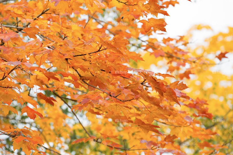 Maple tree with leaves in beautiful warm orange and yellow colors in the autumn 