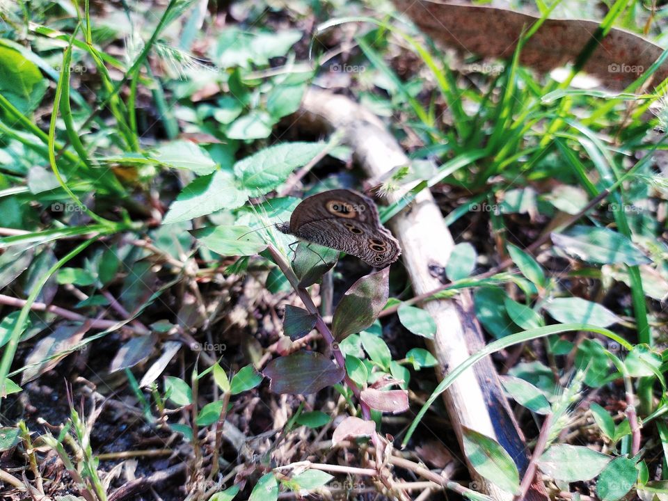 The beautiful brown butterfly🦋, a persistent visitor to the garden outside my office