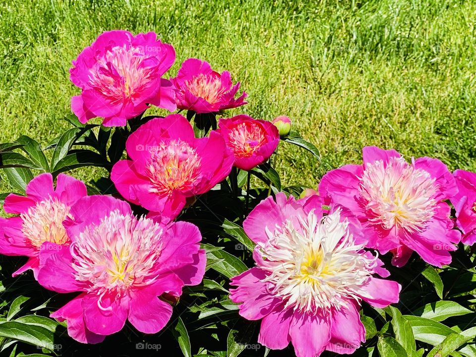 Peonies!  Bold, colorful, and fragrant, these blooms are popular around the world. There are more than 6500 varieties of peonies, with new ones being introduced all the time. 