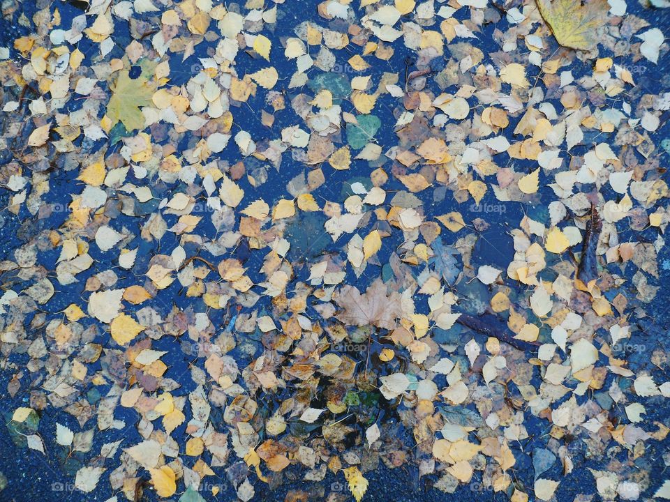 wet autumn leaves, autumn 2016