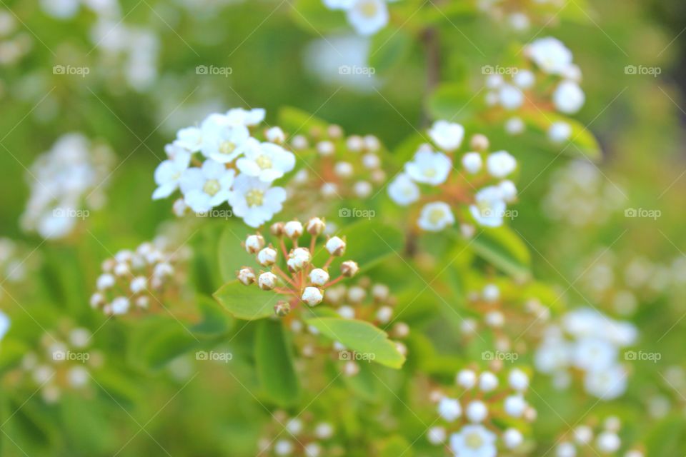 white flowers on a branch