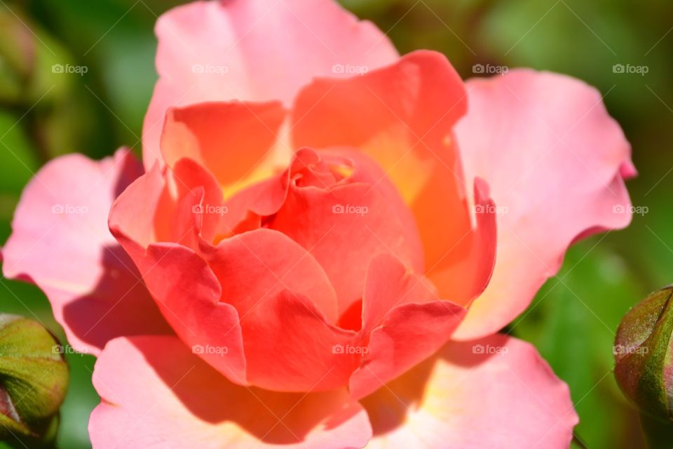 A beautiful orange rose in Connecticut