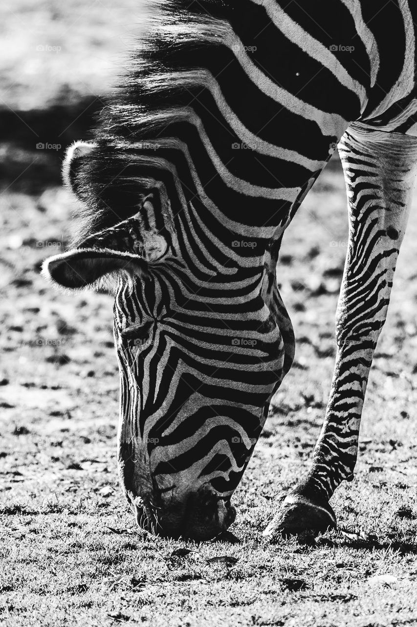 a black and white portrait of a zebra grazing on a field. the animal has black and white stripes.