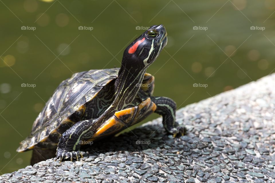 Little turtle looking up. Little turtle stands next to water and looks up. Rocky sidewalk. Colorful turtle. Close-up photo