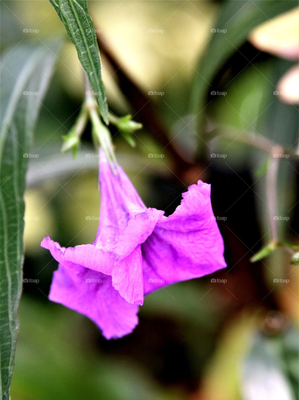 purple flower.