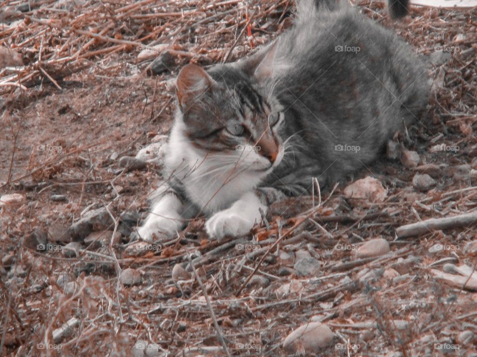 Beautiful sleeper cat