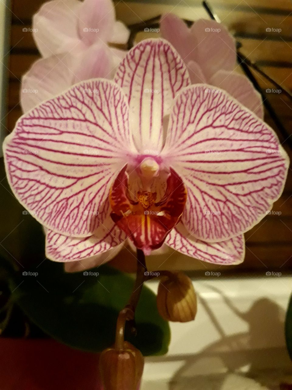 orchidflower