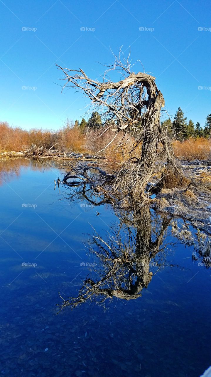 Tree lake  reflection