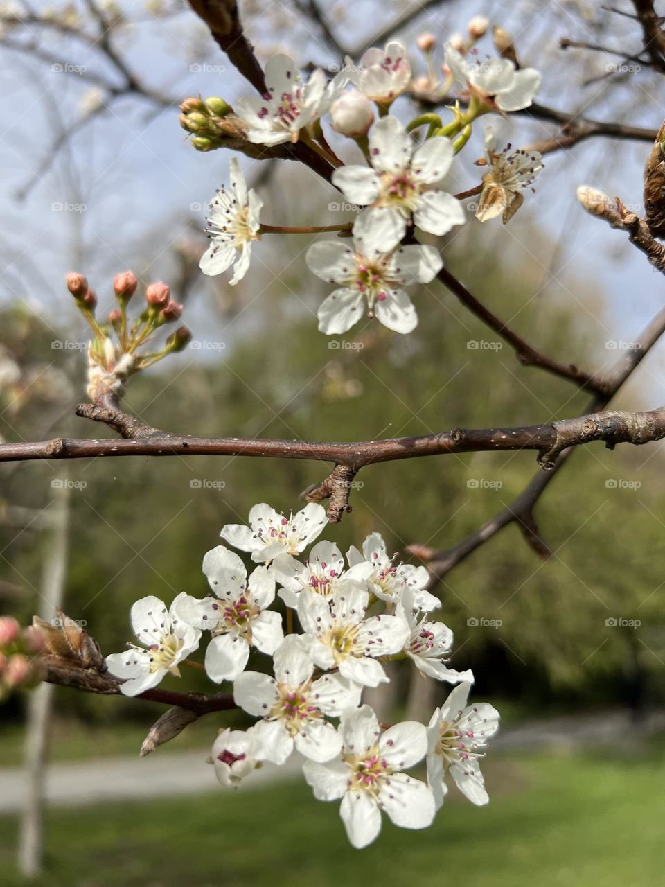 Spring blossoms