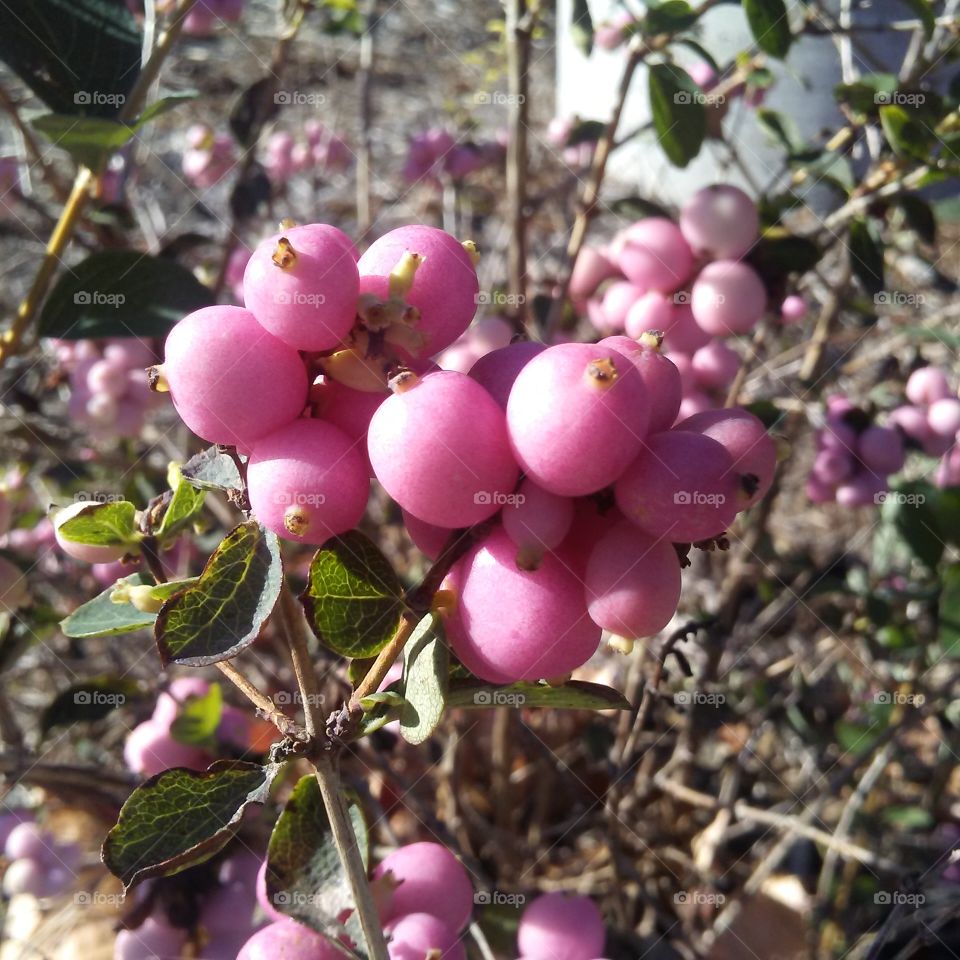 pink berries 2