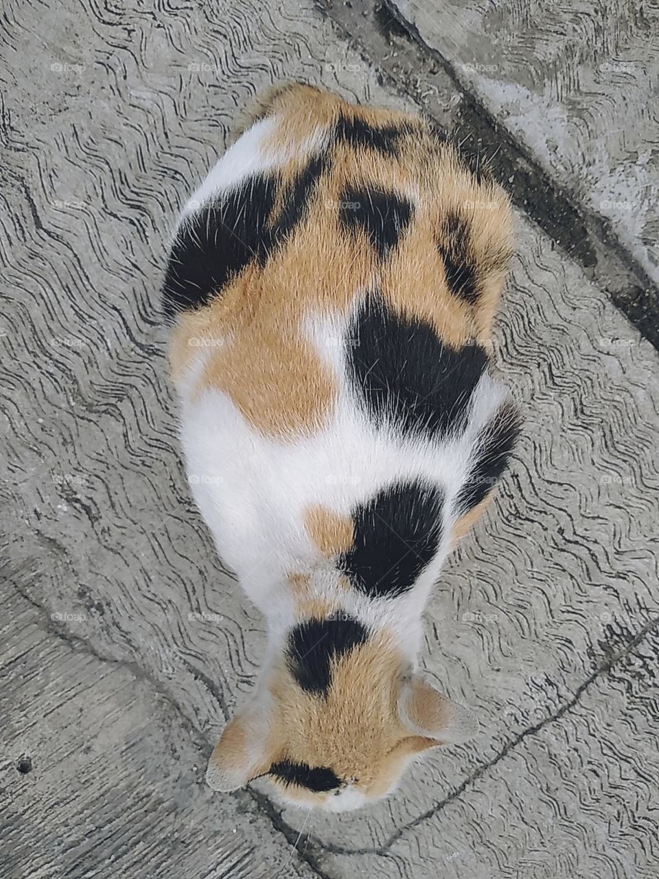 Colorful white black cream cat