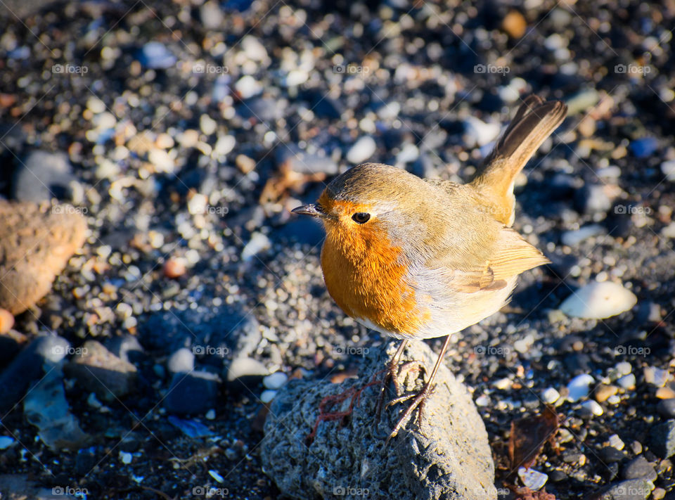 Orange bird