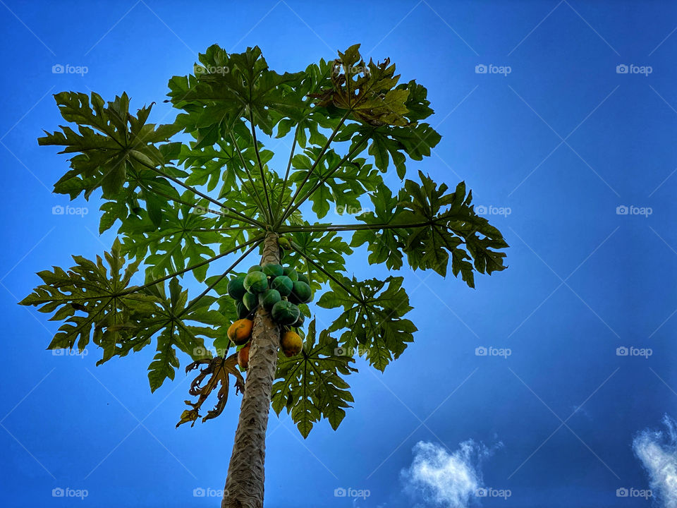 Papaya tree against a blue sky