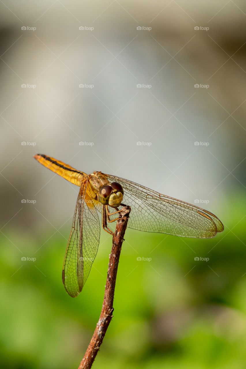 Cute Dragonfly