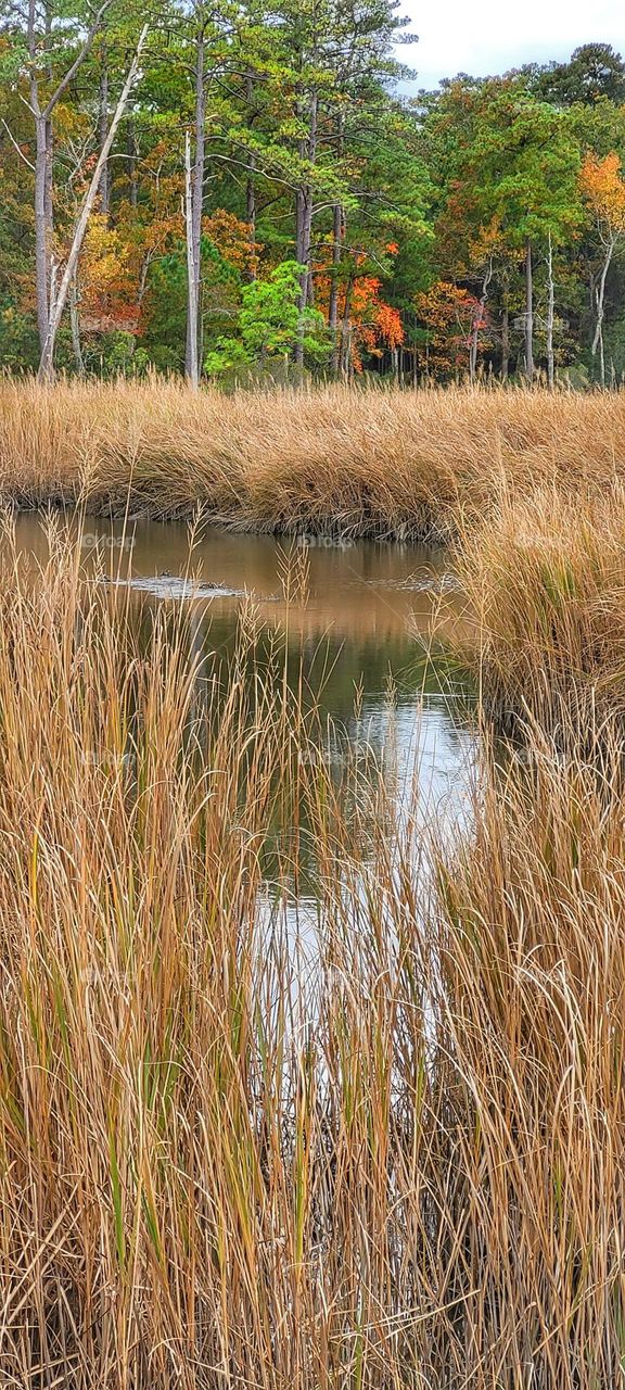 grassy water