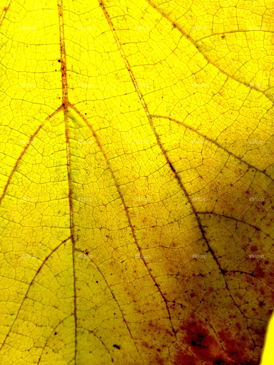 yellow pattern leaf autumn by carina71