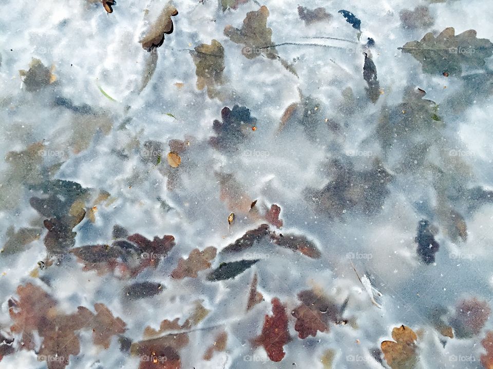 Frozen leaves