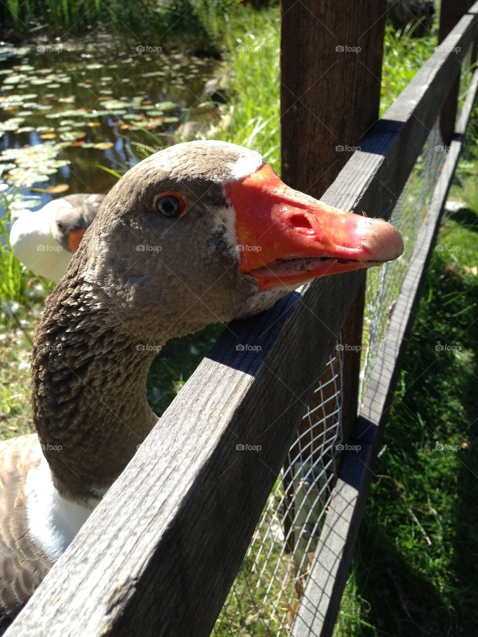 A curious Goose