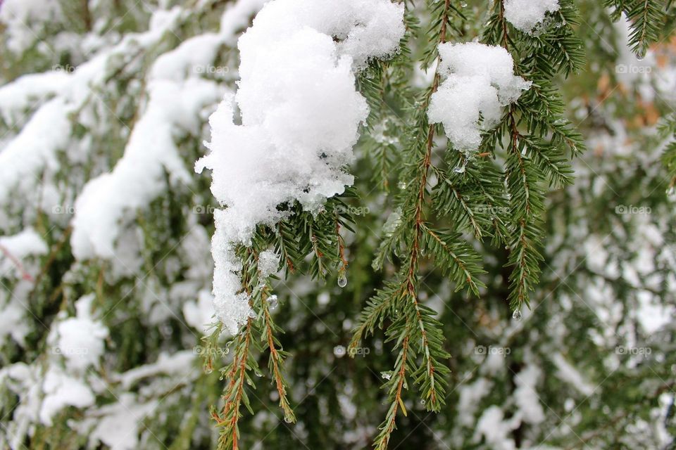 snow and ice on evergreen