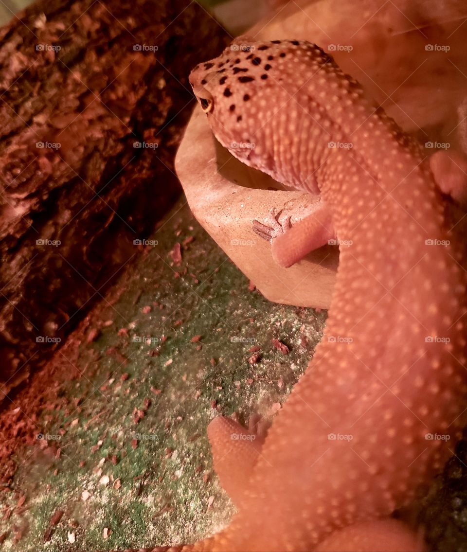 leopard Gecko