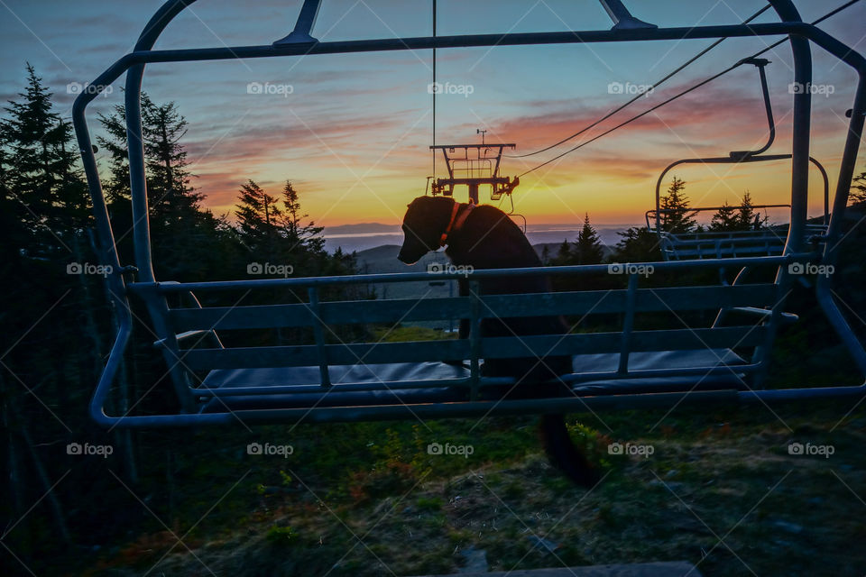 Where is the snow?. A photo of my dog at the top of at mountain at sunset