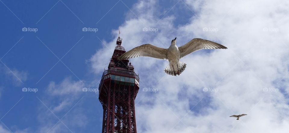 Blackpool Tower Seagull