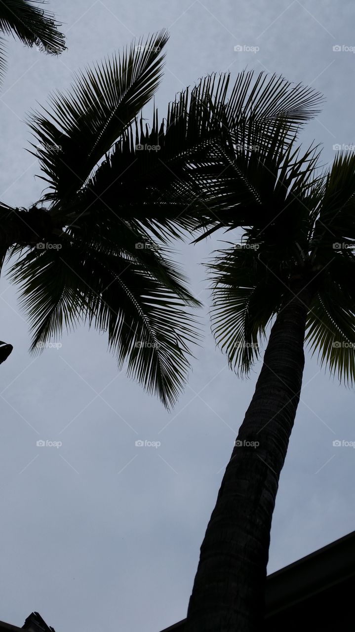 Palm trees. look to the top