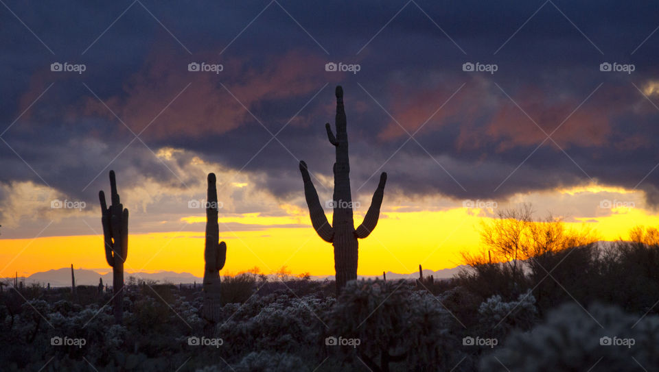 Saguaro cactus stand in the Arizona desert at sunset as a winter storm