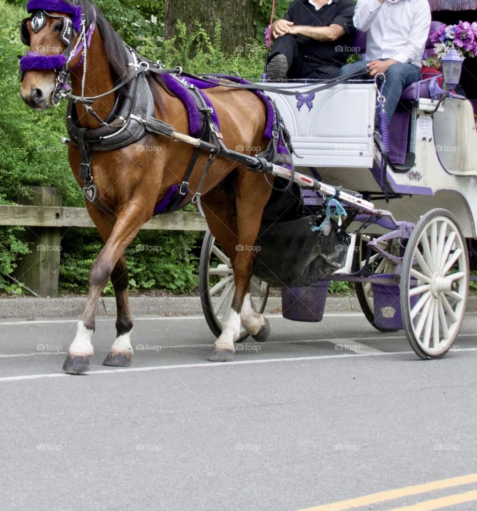 Horse and carriage in New York City