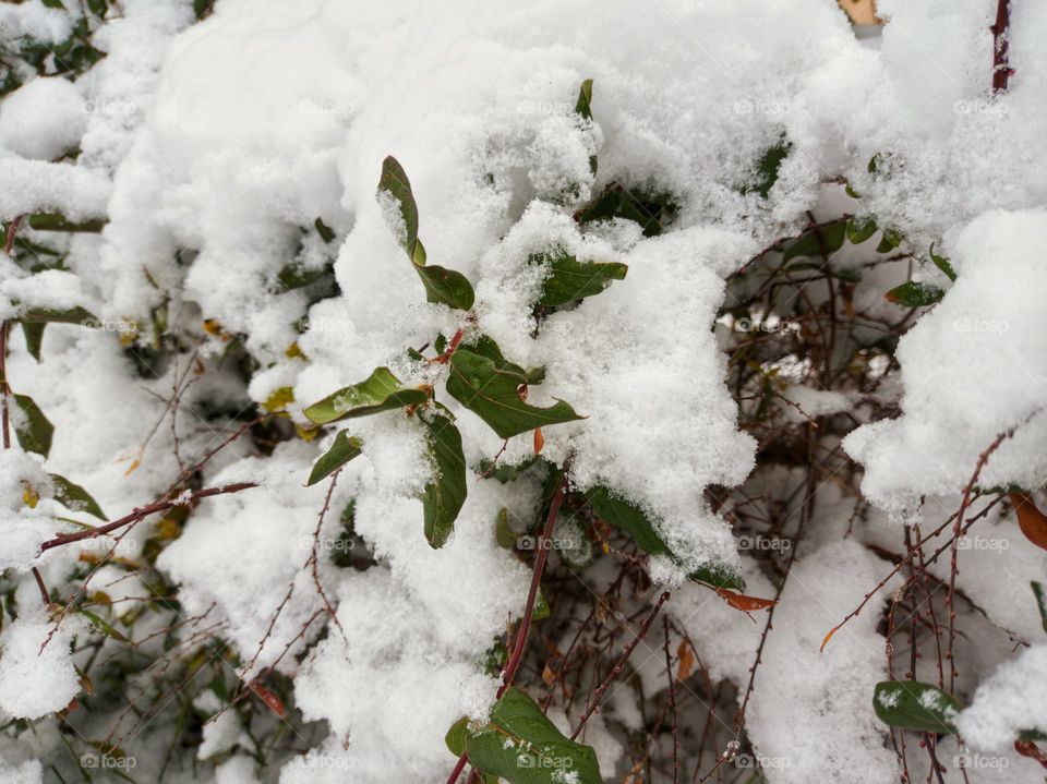 The green honeysuckle is covered with snow.