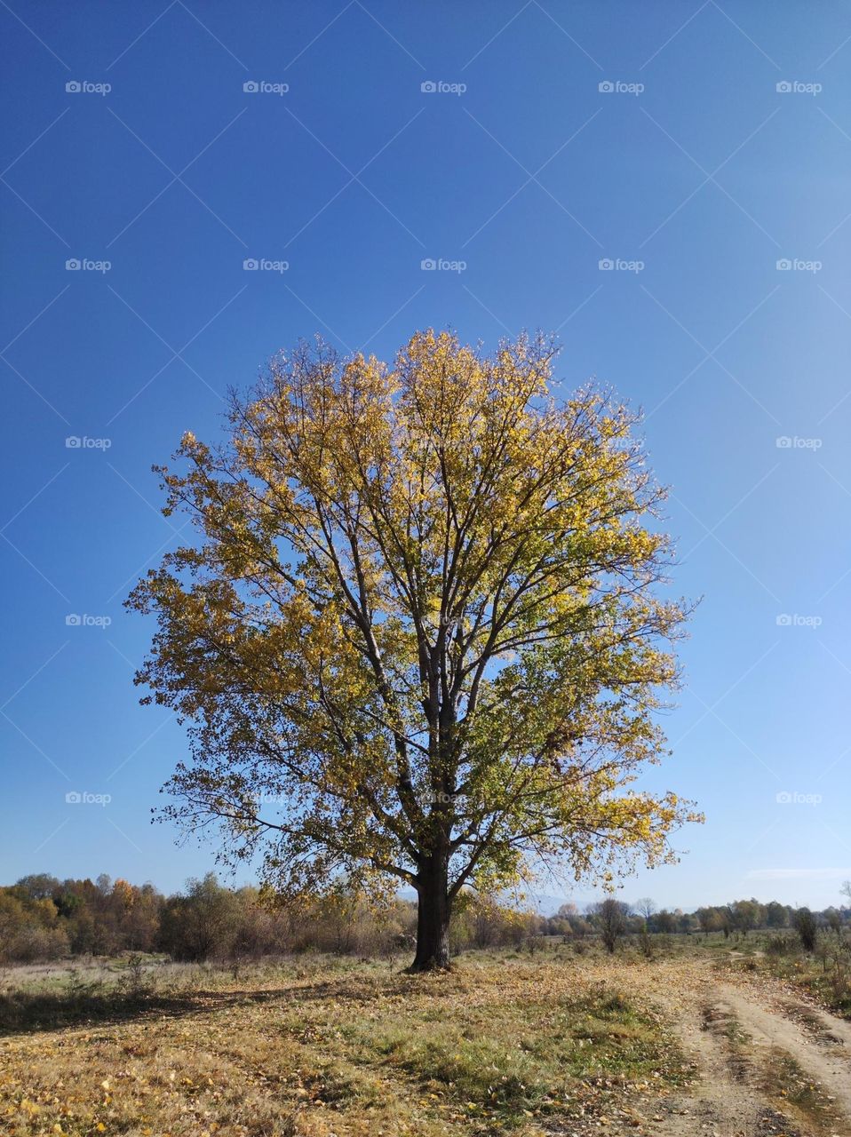 Tree