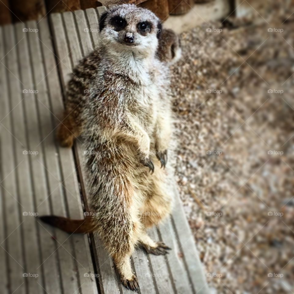 Meerkat posing
