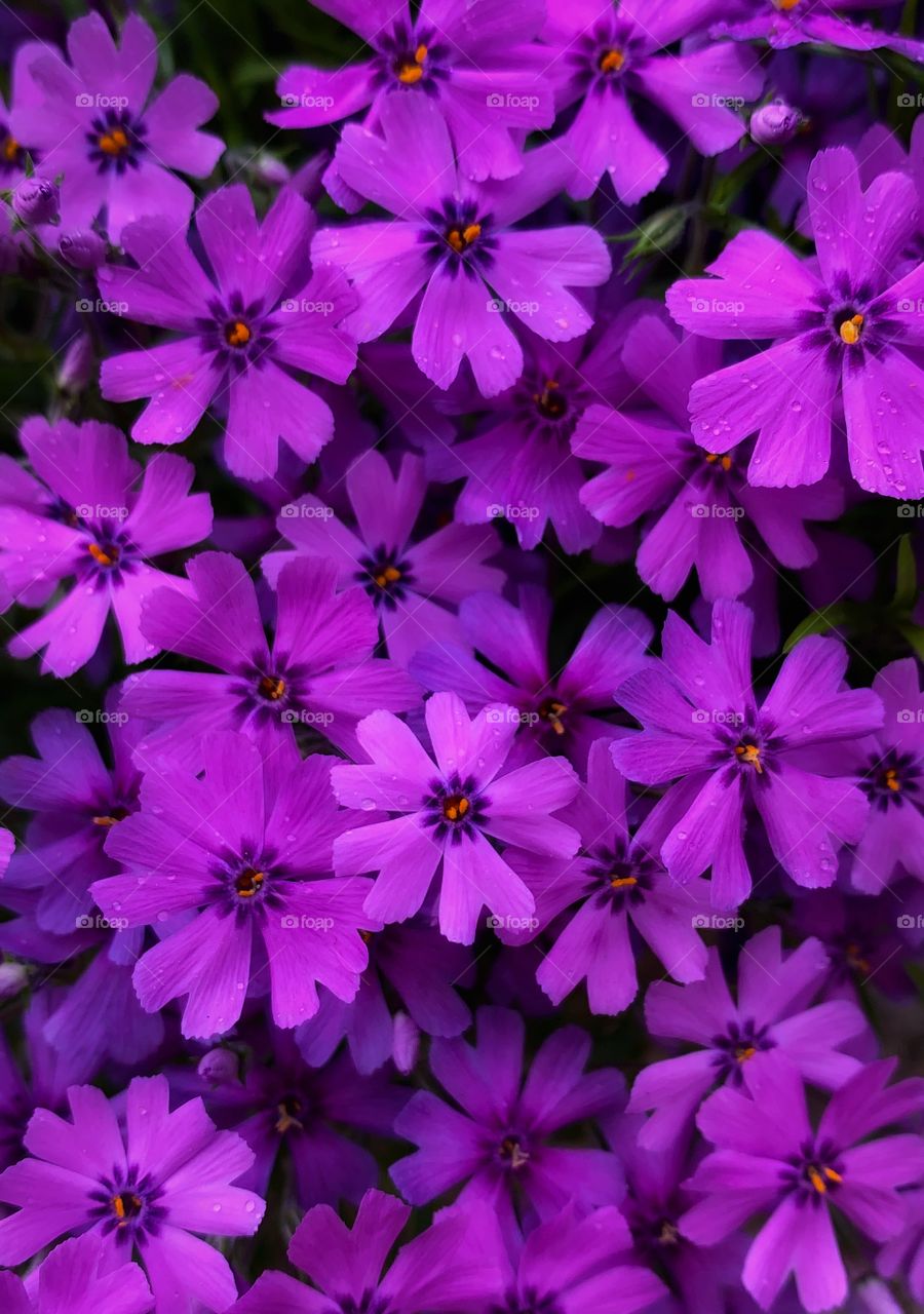 Beautiful purple moss phlox—taken in Ludington, Michigan 