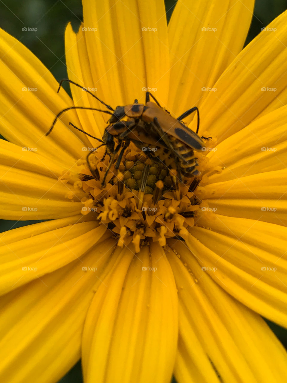 Closeup of insects on yellow wildflower 