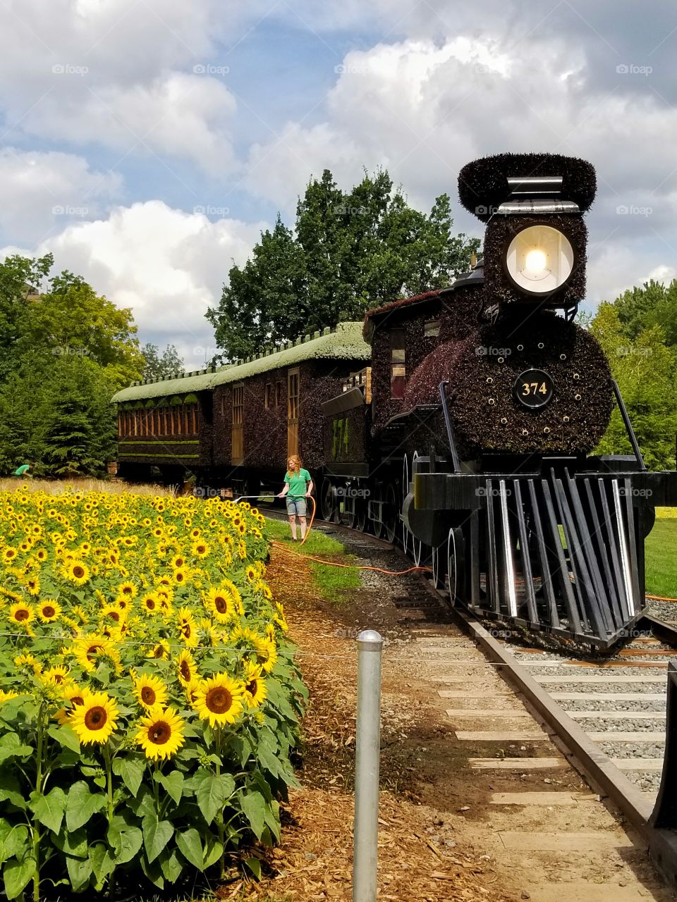 Train in the sunflower field