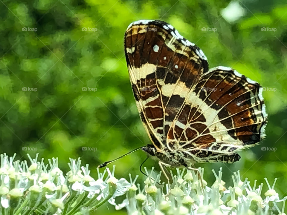 Map butterfly 
