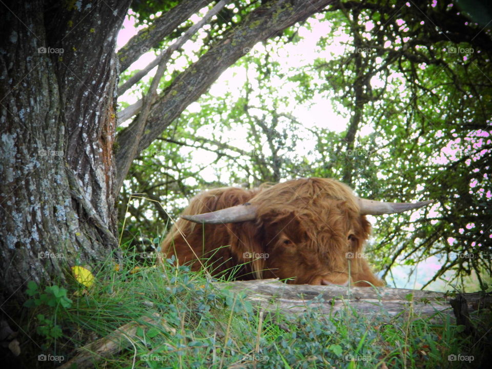cow in frame and thinking something