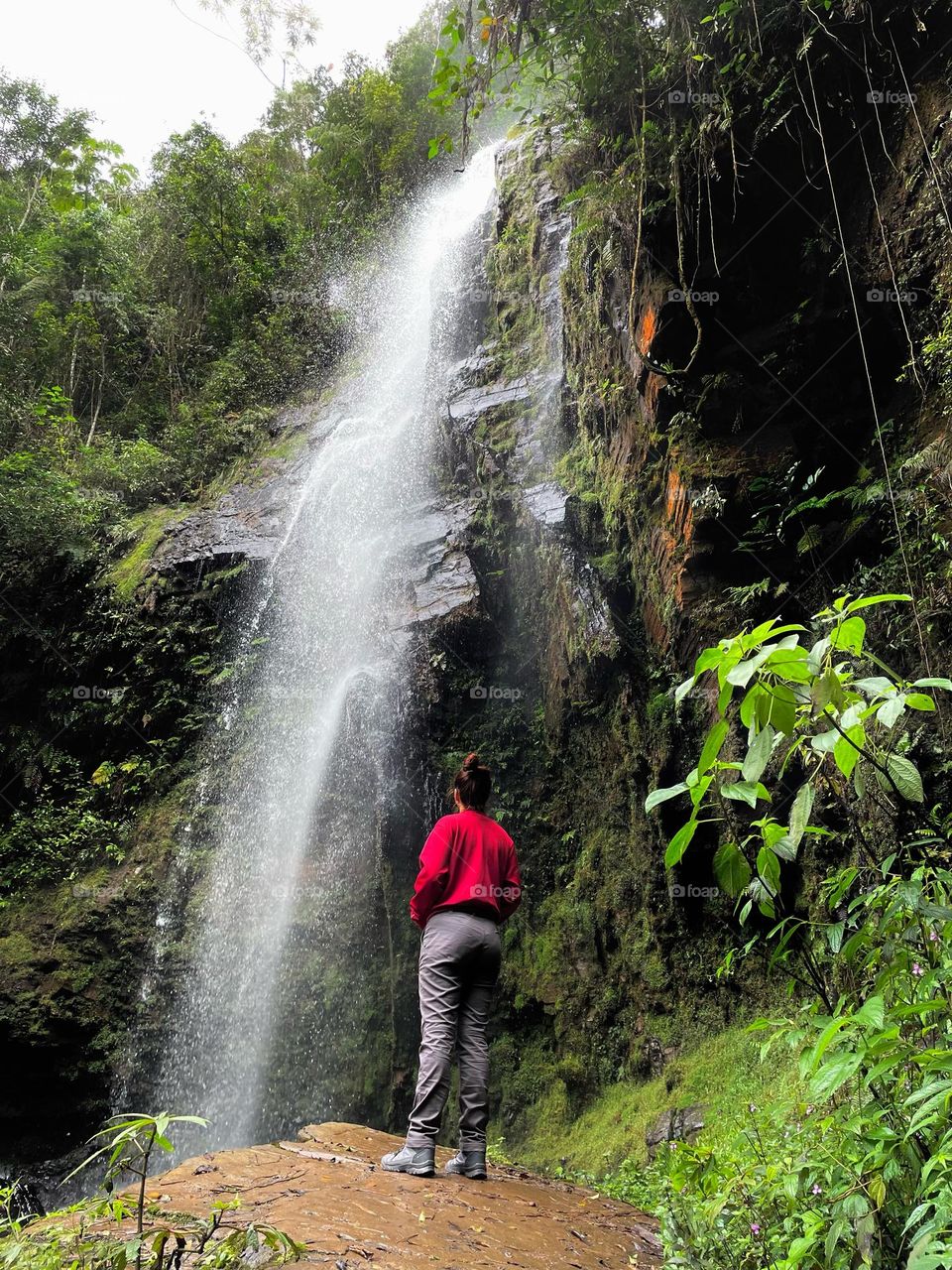 forest in Brazil